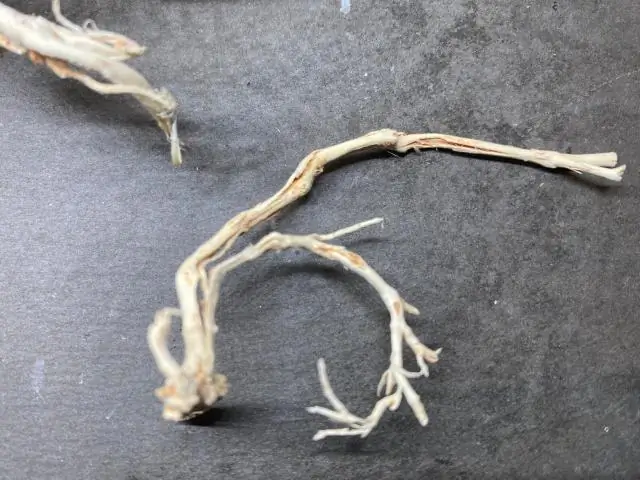 Некогда высохший крохотный приток служит убежищем для зимующих рыб