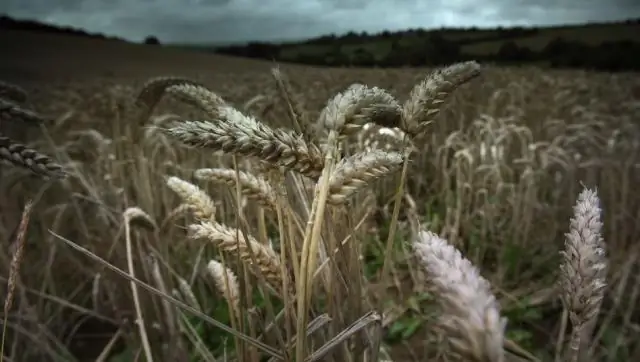 Изменение климата привело к сокращению населения в Новом Свете до прибытия европейцев