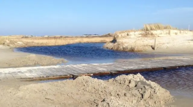 Редко наблюдаемый случай паразитирования муравьиного выводка мухами-скаттерами задокументирован на видео