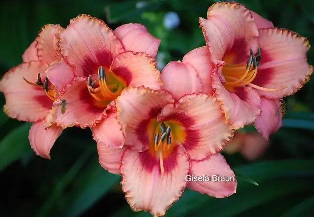 Вещество в сырой нефти вредит сердцам рыб, может повлиять и на людей