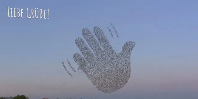 Большие охраняемые морские территории эффективно защищают популяции рифовых акул