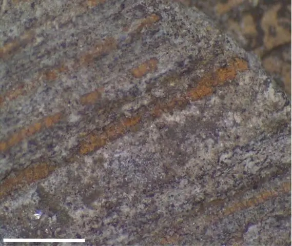 Новое исследование показывает, как растения борются с болезнями