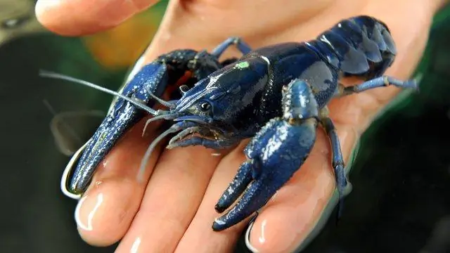 Обнаружена новая популяция находящихся под угрозой исчезновения обезьян дриас: Обезьяны дриасы обнаружены в отдаленном центральном бассейне Конго