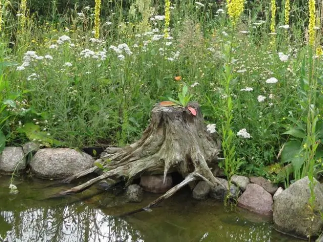Обратимая слюна позволяет лягушкам цепляться за следующую еду: переключатель слюны и мягкость языка делают язык липким при захвате добычи