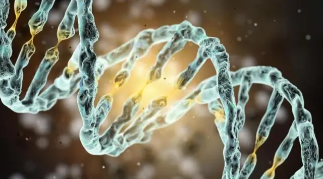 Древняя ДНК показывает генетическую «преемственность» между каменным веком и современным населением Восточной Азии