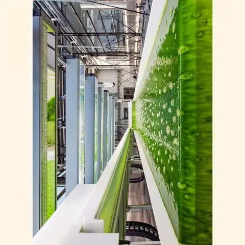 Защитный механизм, используемый водорослями, может эффективно препятствовать обрастанию морской среды