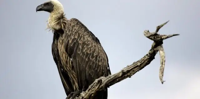 Исследователи расследуют сокращение численности лесных птиц в Южной Африке