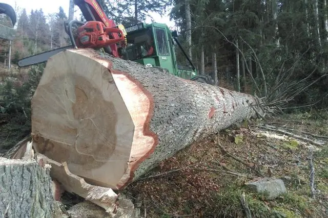 Растительность, устойчивая к лесозаготовкам после сильного лесного пожара
