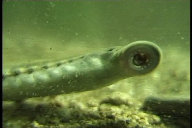 Беспорядочная минога уличена в фиктивных спаривании