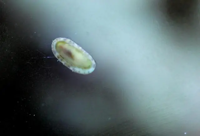 Колючий бронированный слизень раскрывает происхождение моллюсков