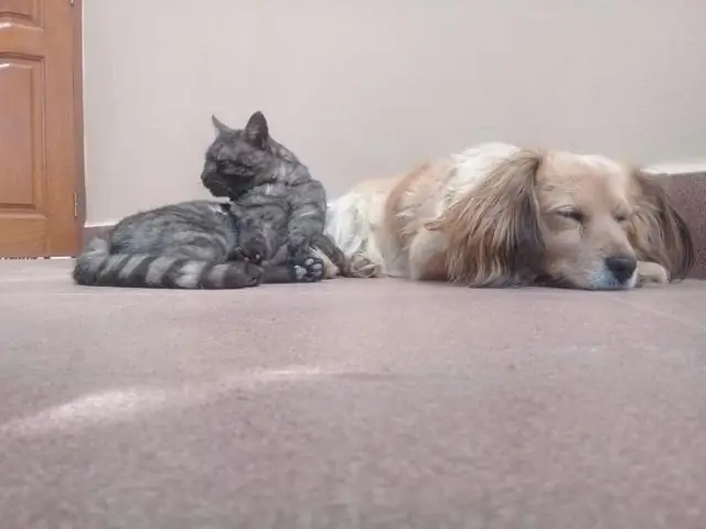 Кошки и собаки – лучший способ отпугнуть грызунов