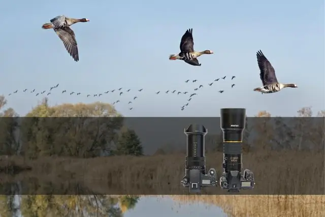 Отлет перелетных птиц с мест остановки контролируется гормонами