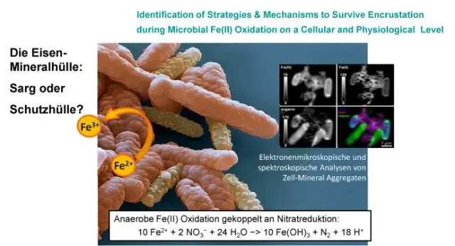 Стратегия выживания бактерий: разделение на вирулентные и невирулентные подтипы