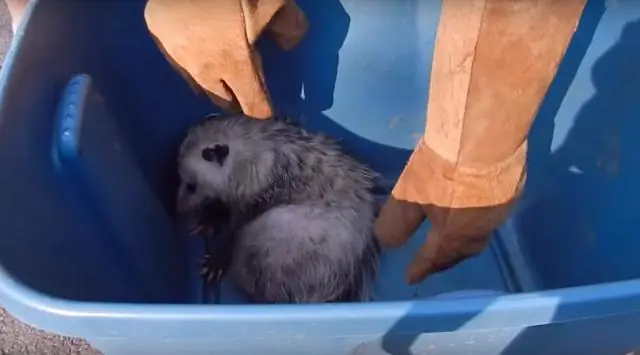 Создание падальщика: черты хищника, выдержавшие испытание временем