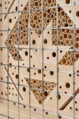 Почему у растительных тканей есть чувство направления