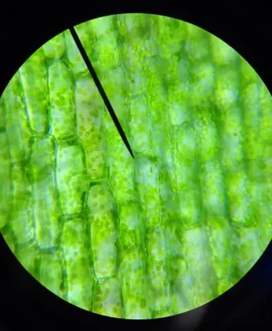 Свернутые хлоропласты становятся мишенью в процессе самопоедания