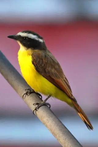 Птицы-хозяева отбраковывают коричневые паразитические яйца чаще, чем сине-зеленые яйца