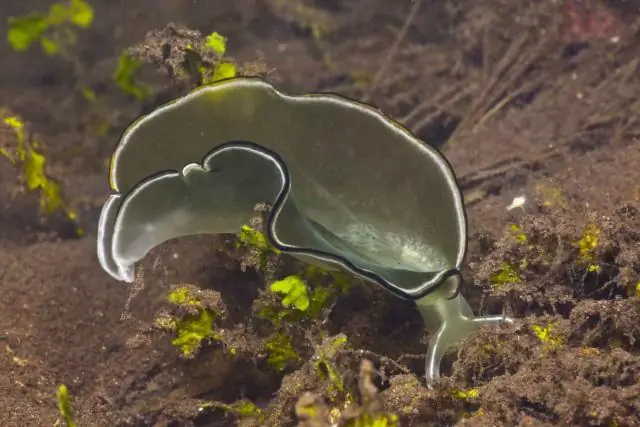 Как гидры узнают, где отрастить утраченные части тела