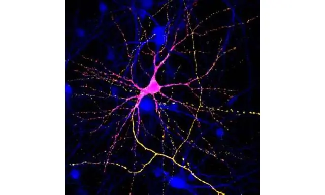 Новое понимание рецептора, который регулирует вирулентность стафилококка