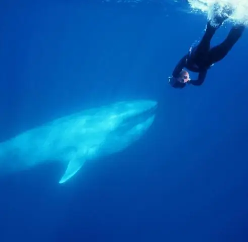 Данные о голубых китах у побережья Калифорнии помогают защитить их дальних родственников: исследования выявили среду обитания голубых китов в северной части Индийского океана