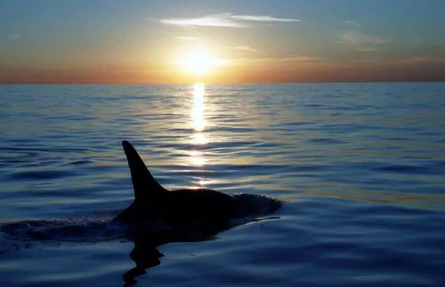 Некоторые животные более равны, чем другие: новое исследование показывает, что некоторые вопросы благополучия животных получают больше внимания в СМИ