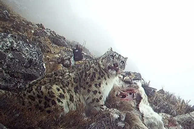 Рацион снежного барса и гималайского волка составляет примерно четверть поголовья: анализ хищничества имеет значение для сохранения и управления