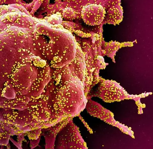 Вычислительные модели ученых предсказывают влияние мутаций на белки