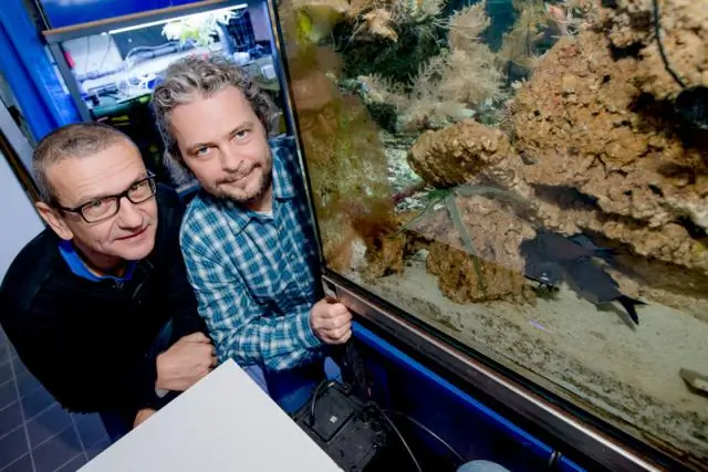 Поведенческая биология: Светлячок среди рыб