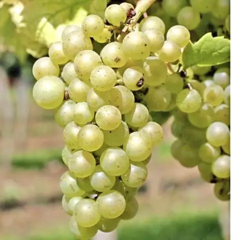 Колокольчики могут не цвести, так как теплые дни ускоряют начало весны