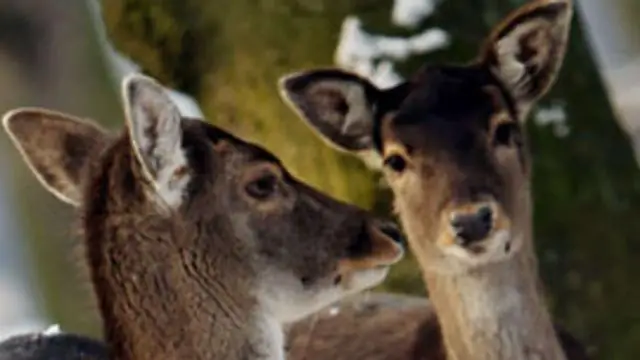 Кормление диких дельфинов может навредить им, говорится в новом исследовании