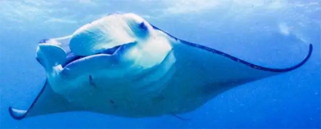 Как образуются мусорные пятна в Мировом океане: исследователи разработали модель, имитирующую следы плавающих обломков