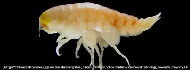 Запрещенные химические вещества 70-х годов обнаружены в самых глубоких уголках океана