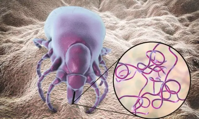 Как клещи защищаются от бактерий Лайма и других микробов