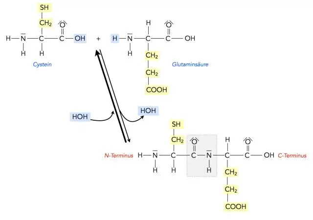 Новый пептидный гормон способствует образованию водонепроницаемого барьера в корнях растений