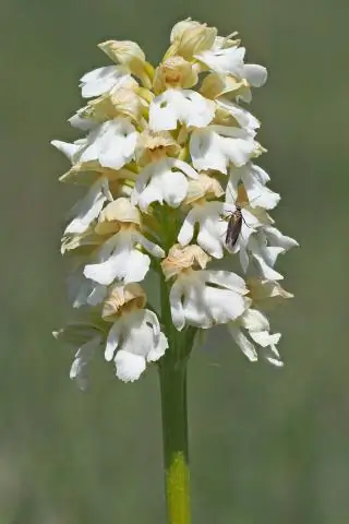 Гены орхидей-альбиносов могут содержать ключи к паразитарному механизму, используемому нефотосинтезирующими растениями