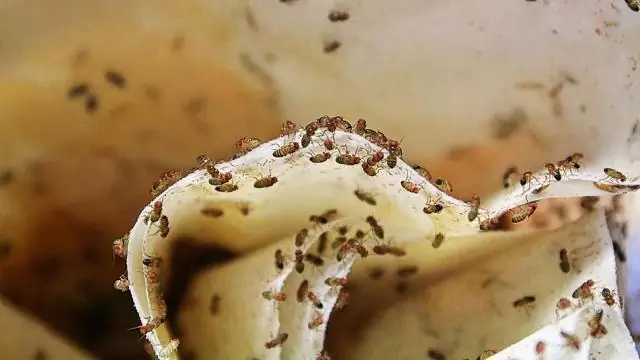 Флирт на лету: что мухи могут рассказать нам о привлекательности, приложениях для знакомств