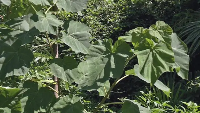 Как растение противостоит засухе