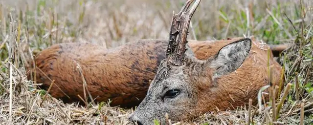 Риск быстрого охлаждения Северной Атлантики в 21 веке больше, чем предполагалось ранее