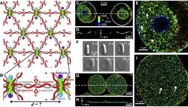 Использование изображений сверхвысокого разрешения для картирования соединительных механизмов приверженцев