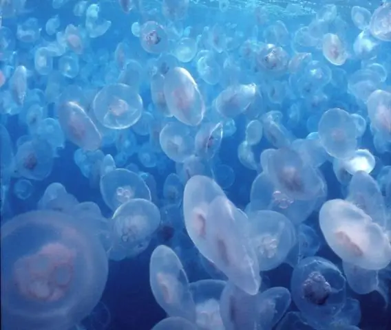 Глобальная деоксигенация океана определена количественно: ученые из Киля только что опубликовали первое углубленное исследование наблюдаемого глобального содержания кислорода в океане в журнале Nature