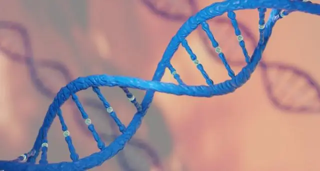 Генная терапия лечит атрофию мышц у собак: однократное введение восстанавливает силы и продлевает жизнь пораженным собакам