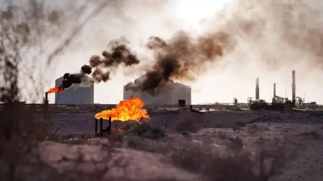 Can’t мы все просто ладим - как Индия’s кошек и собак?