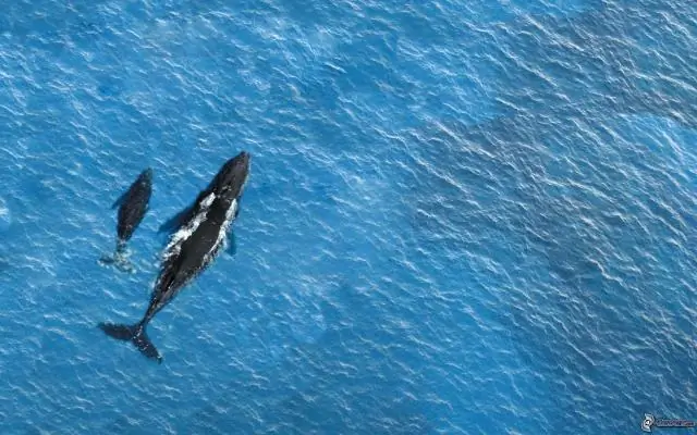 Киты используют гнездовую структуру матрешки для защиты нервных тканей во время выпада