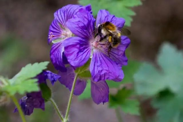 Исследователи используют технологию старшего брата, чтобы шпионить за шмелями