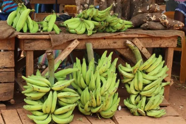 Исследование кукурузы выявило гены, помогающие культурам адаптироваться к изменениям