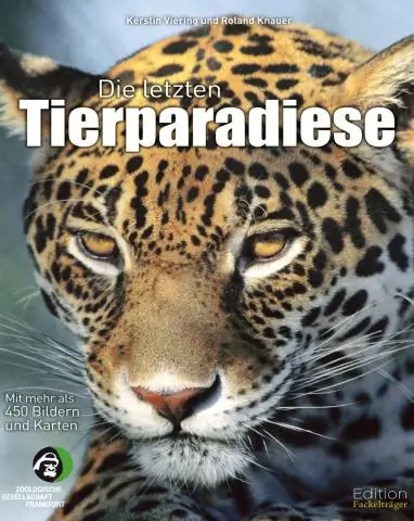Ученые исследуют эволюцию «социального супергена» у красного огненного муравья