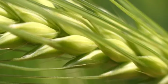 Пятая часть продовольствия в мире теряется из-за переедания и отходов, показывают исследования