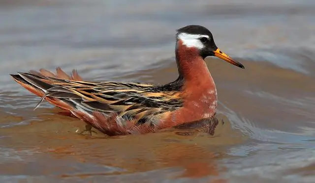 Победители и проигравшие: изменение климата изменит растительность