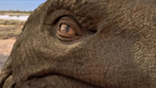 Новейшие камеры раскрывают тайну жизни дельфинов