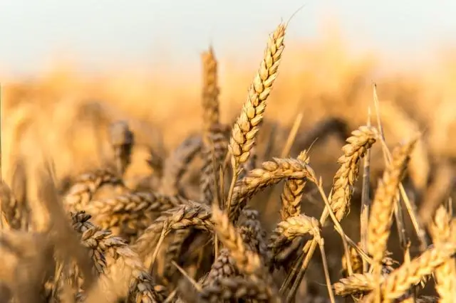 Генетические мутации, вызывающие устойчивость бактерий к антибиотикам